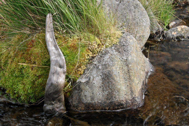Driftwood Scotland 9.jpg